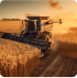 Organic harvesting winter wheat crop is a moment