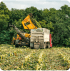 Organic harvesting winter wheat crop is a moment